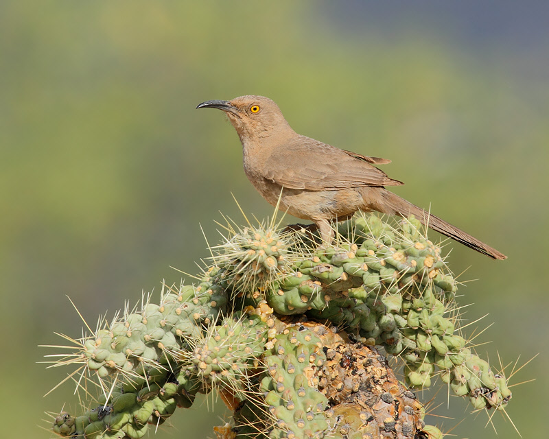 Curve-billed Thrasher (5926)