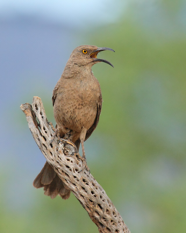 Curve-billed Thrasher (6161)