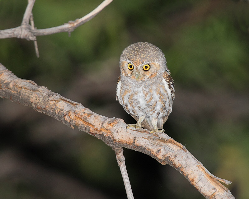 Elf Owl (6563)