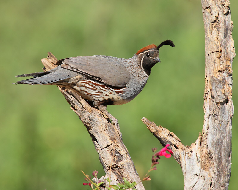 Gambel's Quail (Male) (8175)