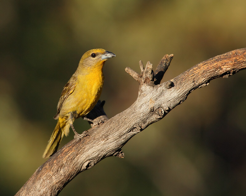 Hepatic Tanager (Female) (8430)