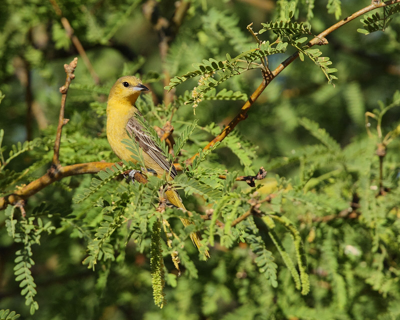 Hooded Oriole (Female) (7972)