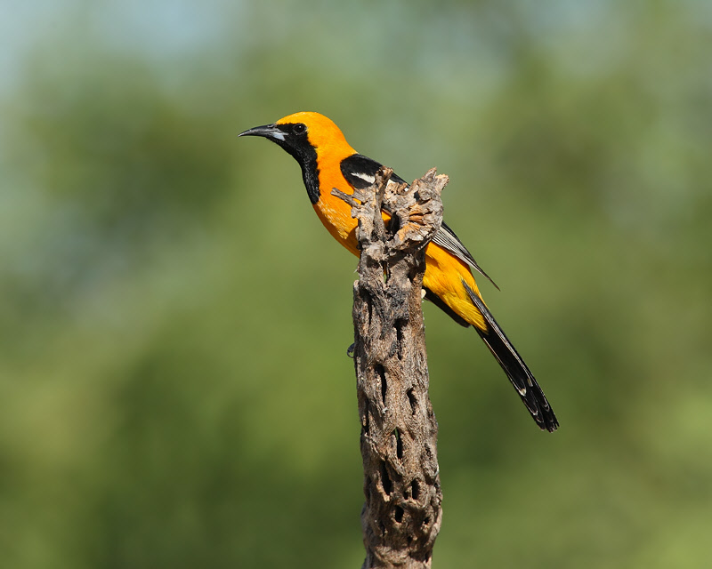 Hooded Oriole (Male) (8001)