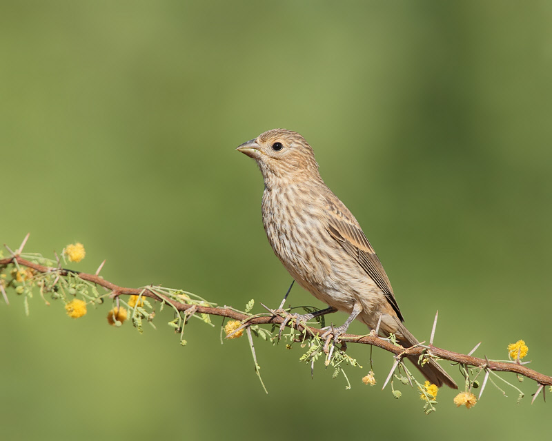 House Finch (Female) (8115)