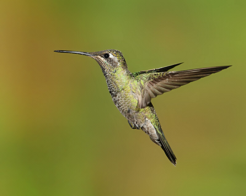 Magnificent Hummingbird (Female) (5433)