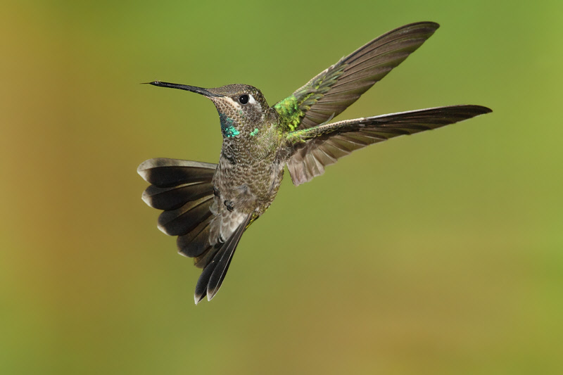 Magnificent Hummingbird (Male Immature) (5434)