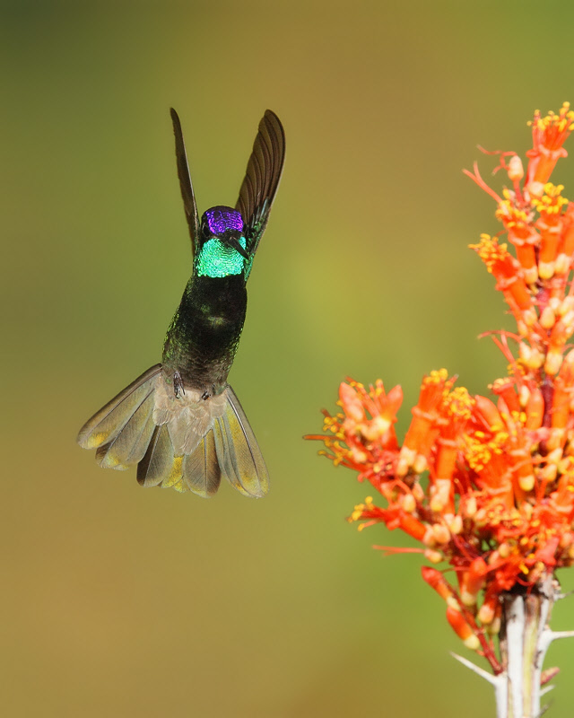Magnificent Hummingbird (Male) (5549)