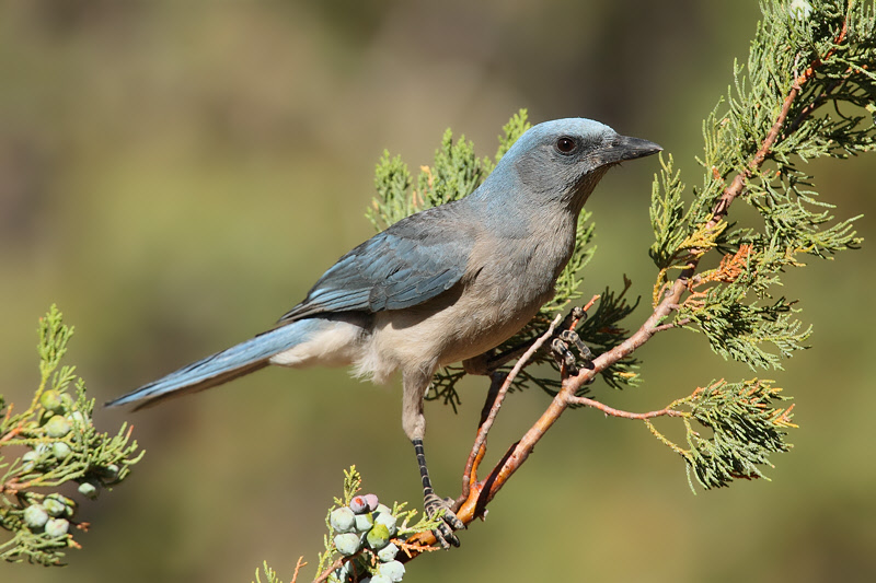 Mexican Jay (8348)