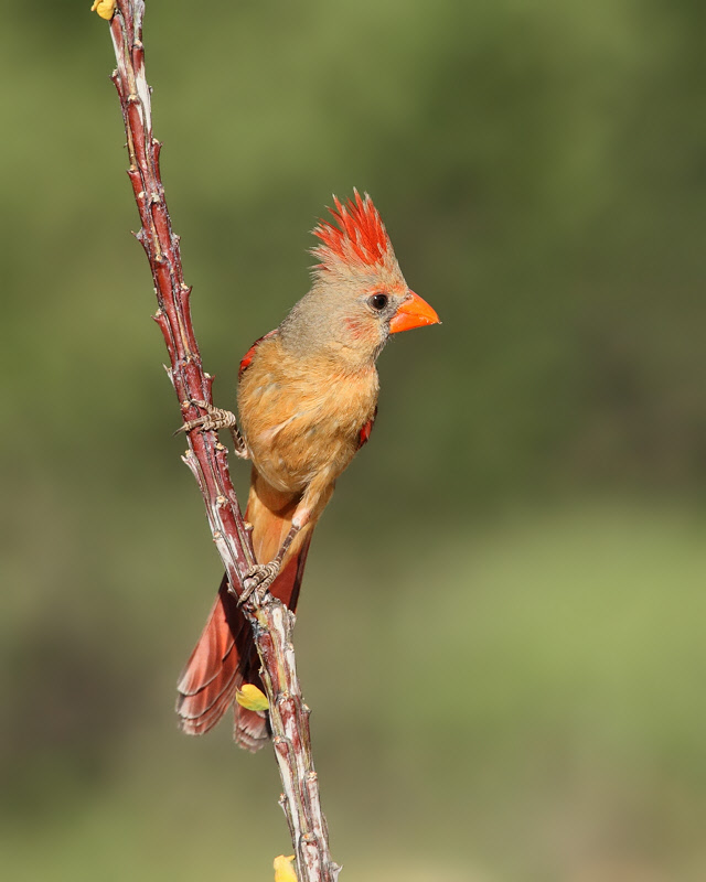 Northern Cardinal (Female) (6760)