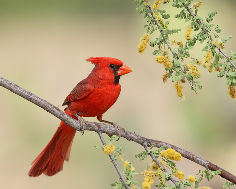 Northern Cardinal (Male) (5989)