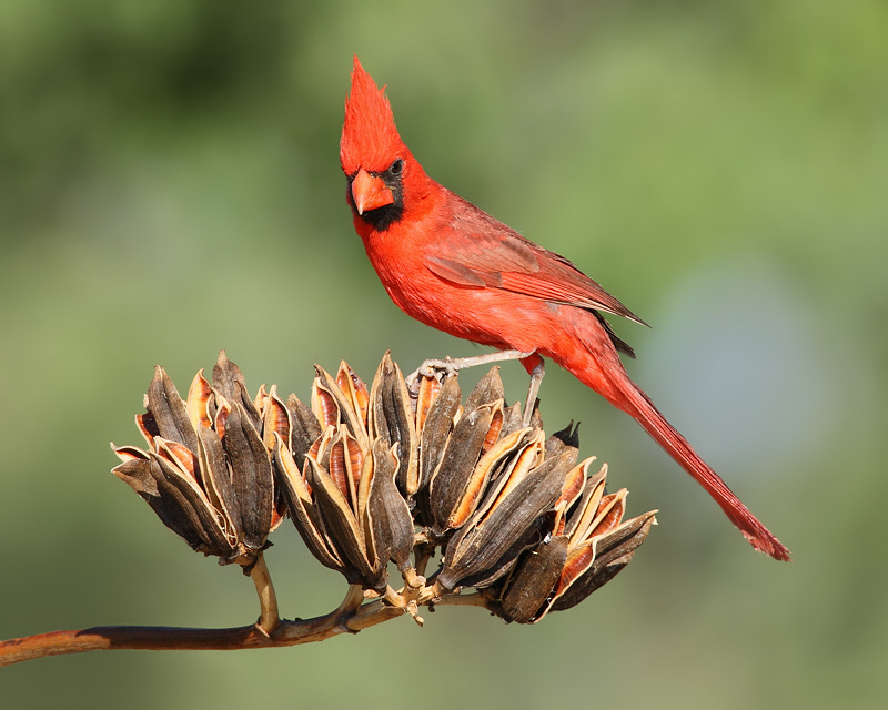 Northern Cardinal (Male) (6797)