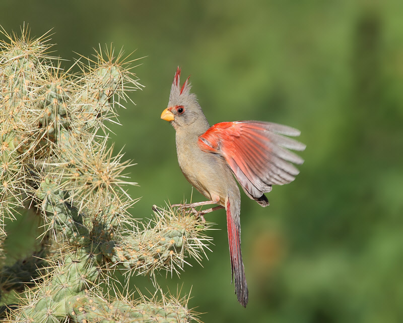 Pyrrhuloxia (Female) (6858)