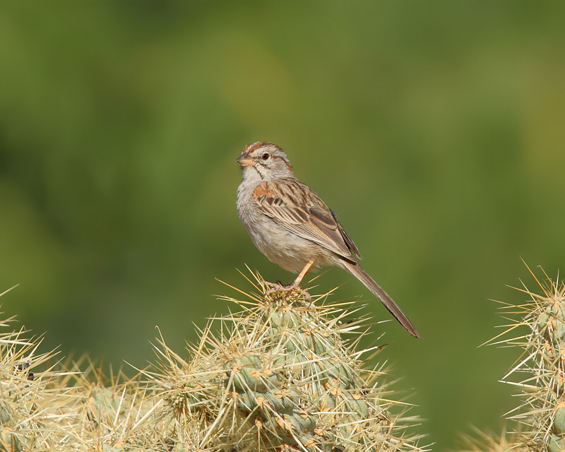 Rufous-winged Sparrow (8045)