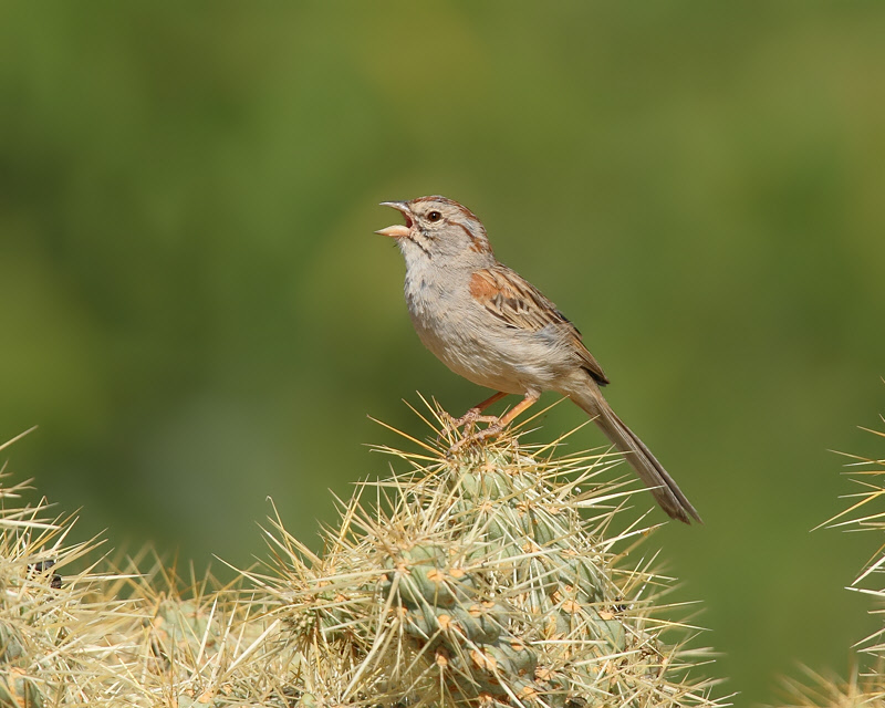 Rufous-winged Sparrow (8080)