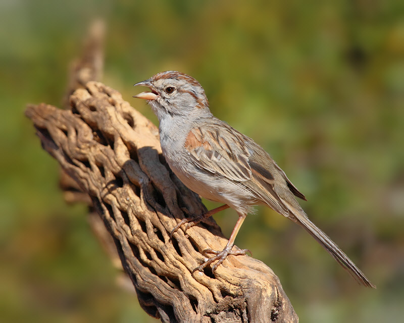 Rufous-winged Sparrow (8250)