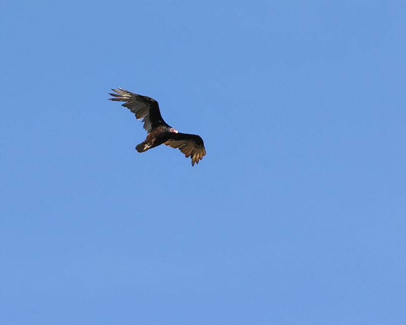 Turkey Vulture (8311)