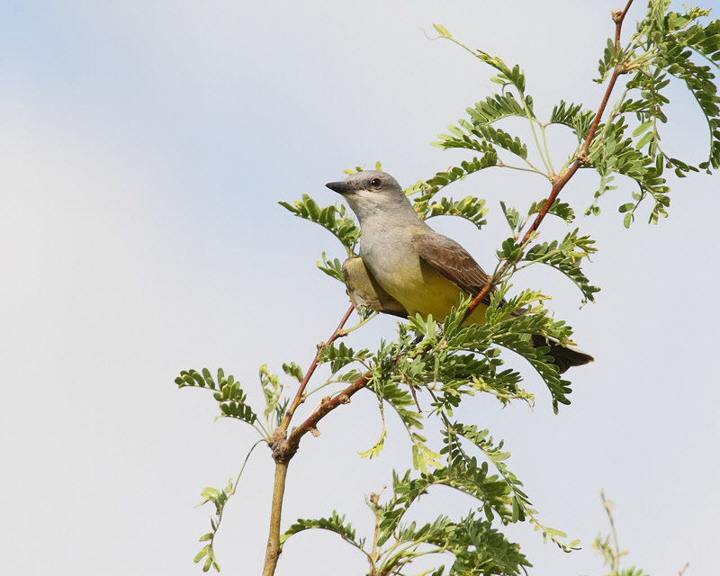 Western Kingbird (5827)