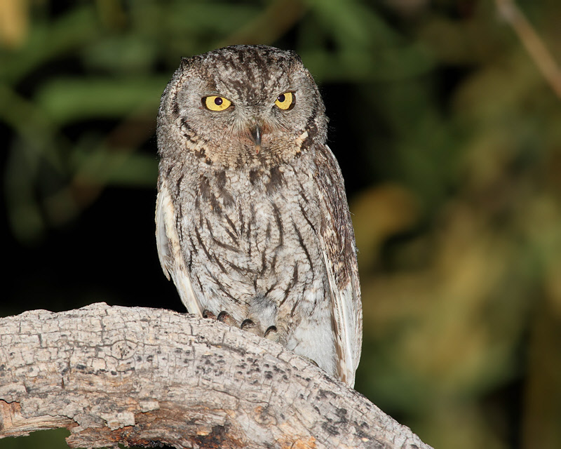 Western Screech Owl (6637)