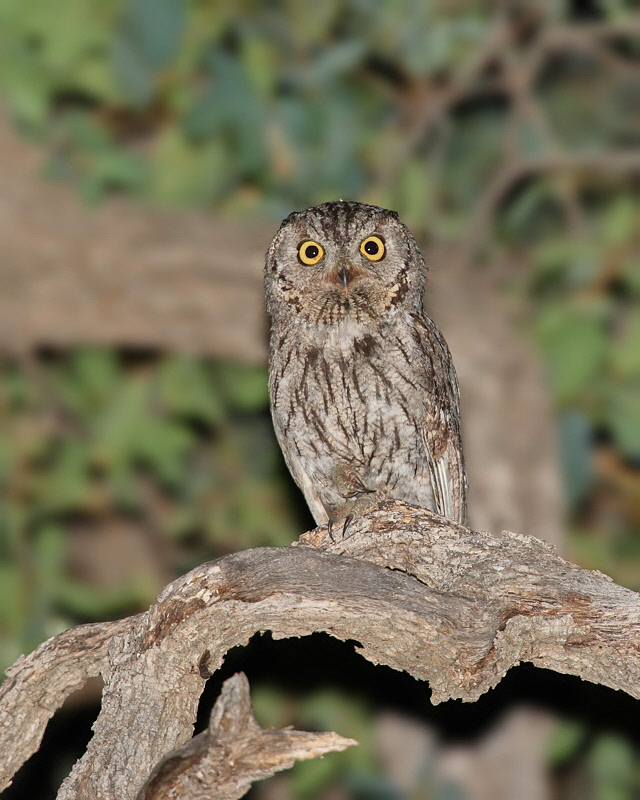 Western Screech Owl (6660)
