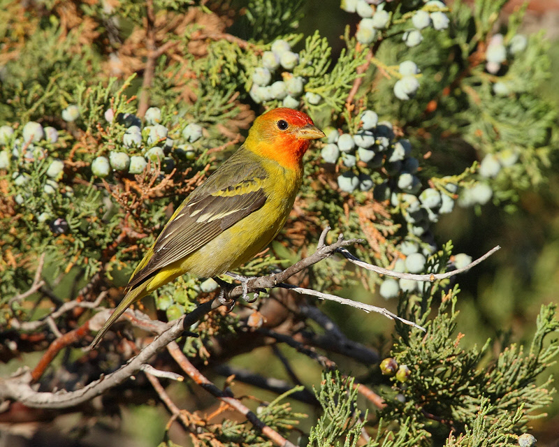 Western Tanager (Male) (7291)