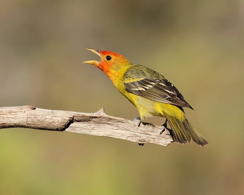 Western Tanager (Male) (7306)
