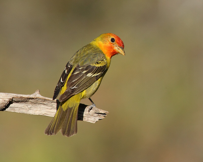 Western Tanager (Male) (7313)