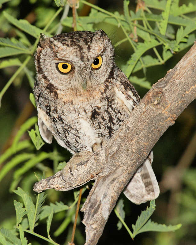 Whiskered Screech Owl (6513)
