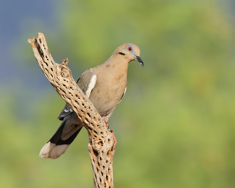 White-winged Dove (6229)