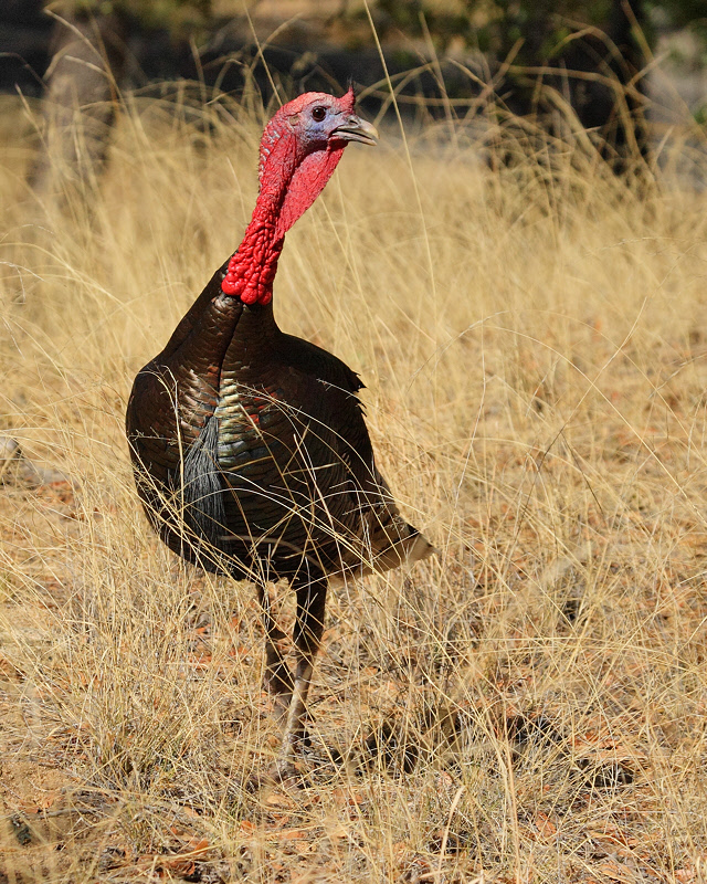 Wild Turkey (5679)