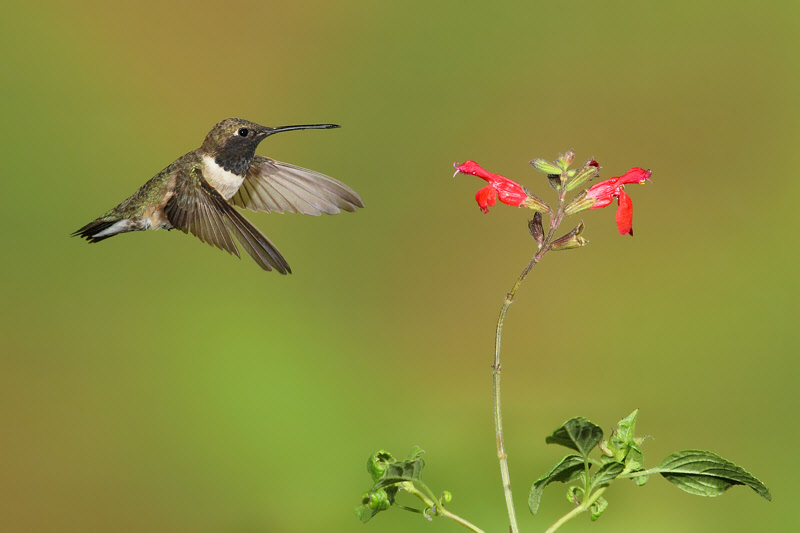 Black-chinned Hummingbird (5441)