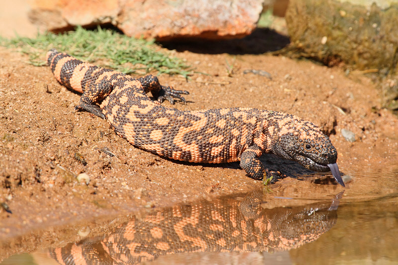 Gila Monster (8156)