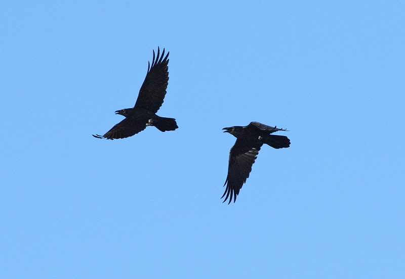 Common Ravens (0120)