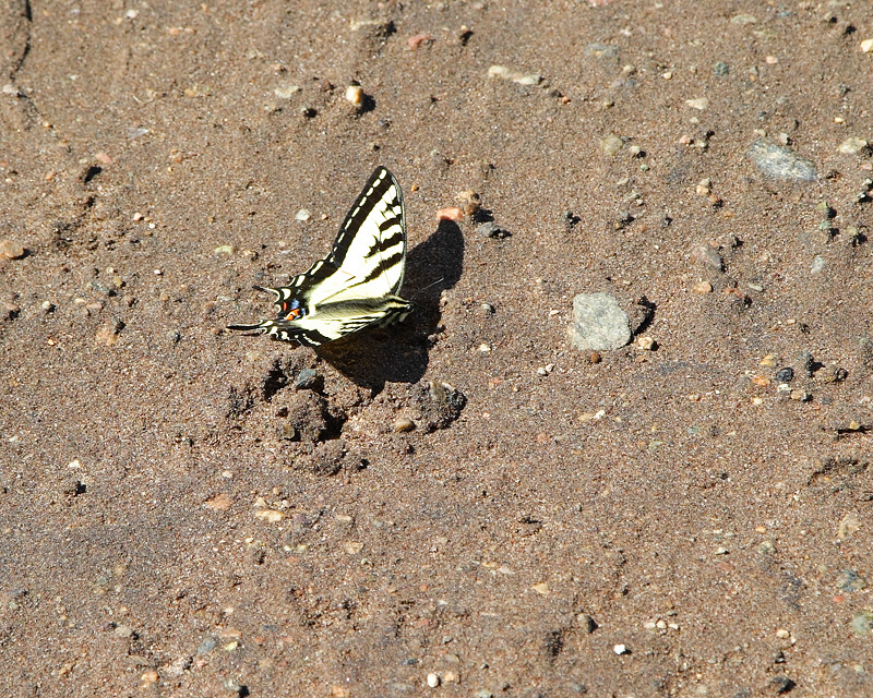 Tiger Swallowtail Butterfly (4935)