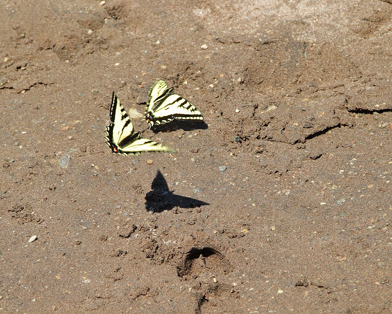 Tiger Swallowtails Chasing (4930)