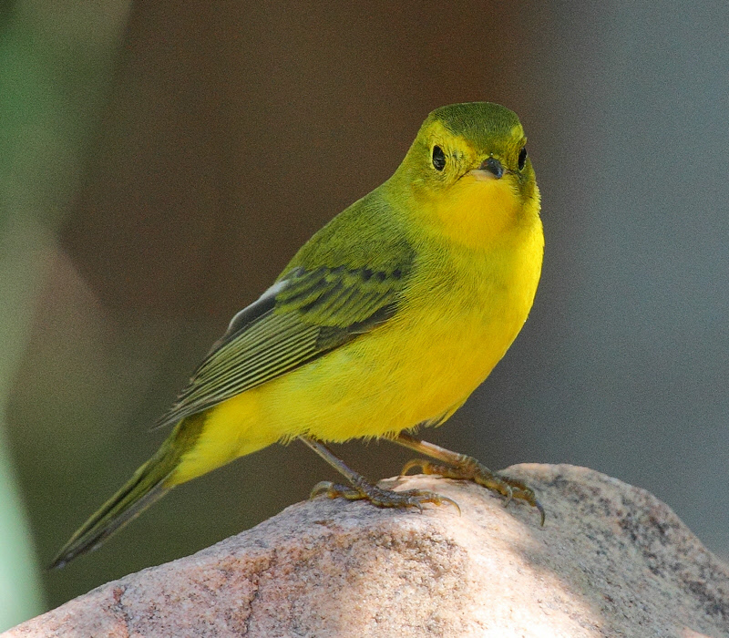 Wilson's Warbler (Cardellina pusilla)