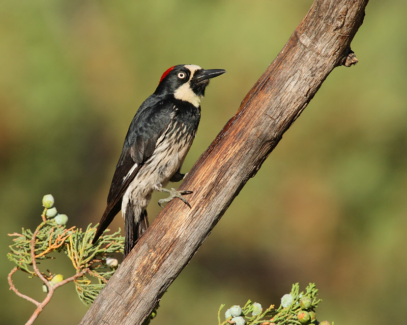 Acorn Woodpecker (Female) (7226)