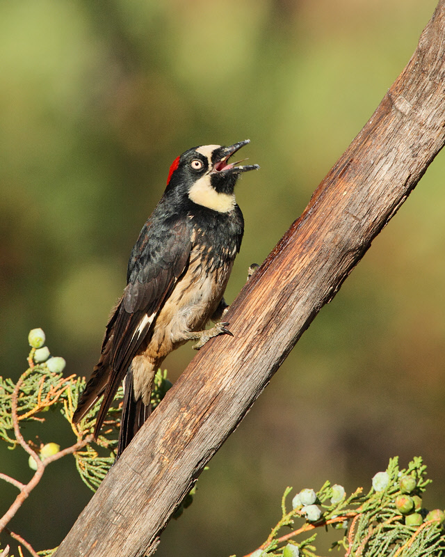Acorn Woodpecker (Female) (7263)
