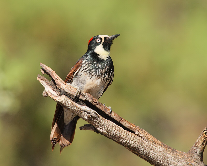 Acorn Woodpecker (Female) (8310)