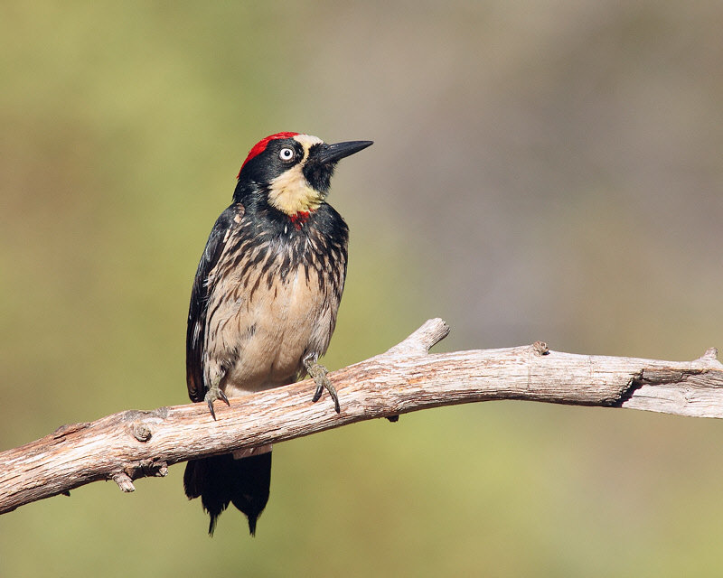 Acorn Woodpecker (Male) (7217)