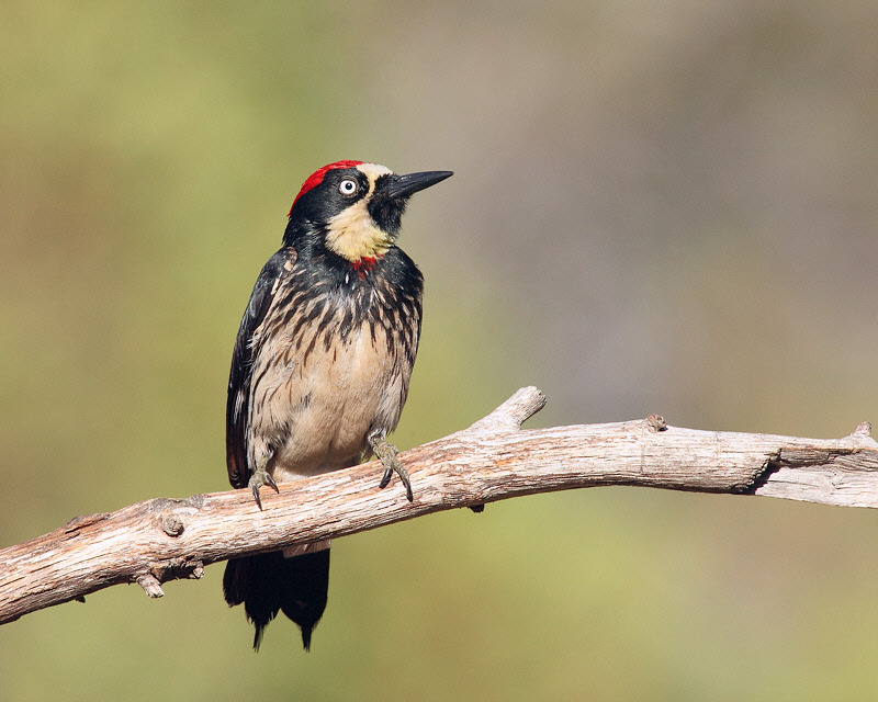 Acorn Woodpecker (Melanerpes formicivorus)