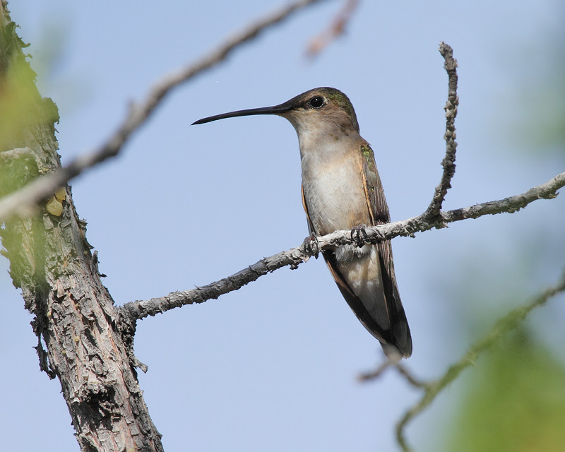 Black-chinned Hummingbird (9099)