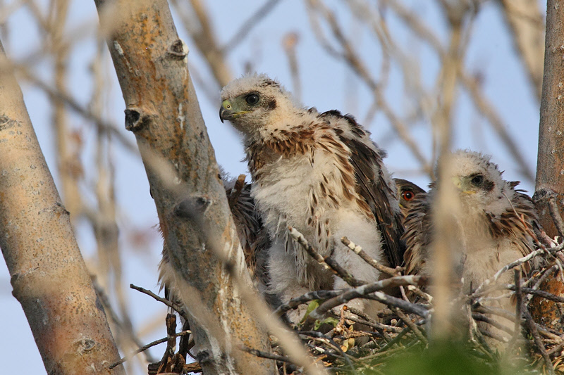 Cooper's Hawk Juvenile (9603)