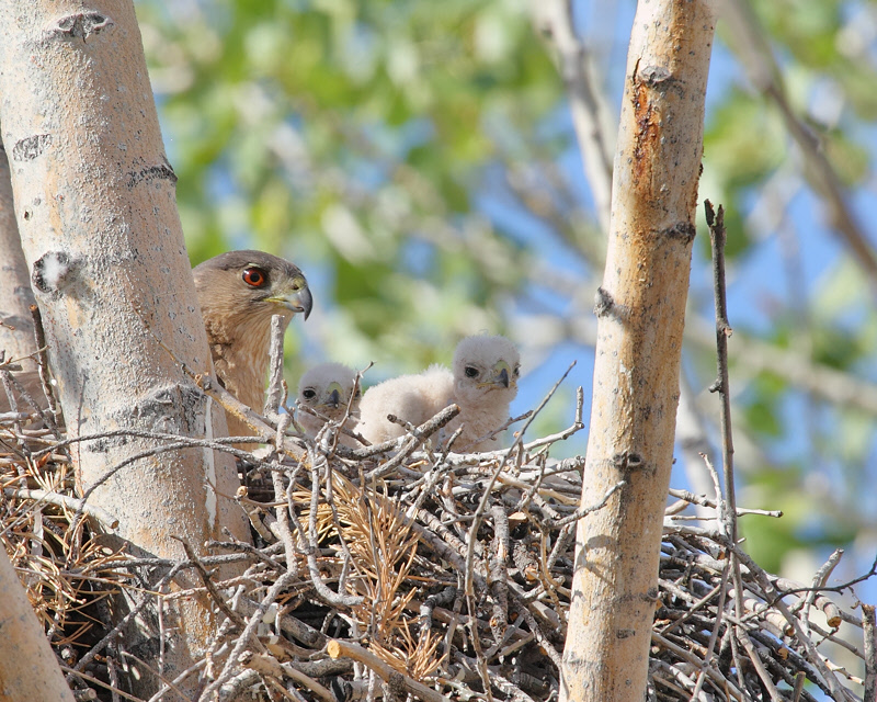 Cooper's Hawk and Chicks (9090)