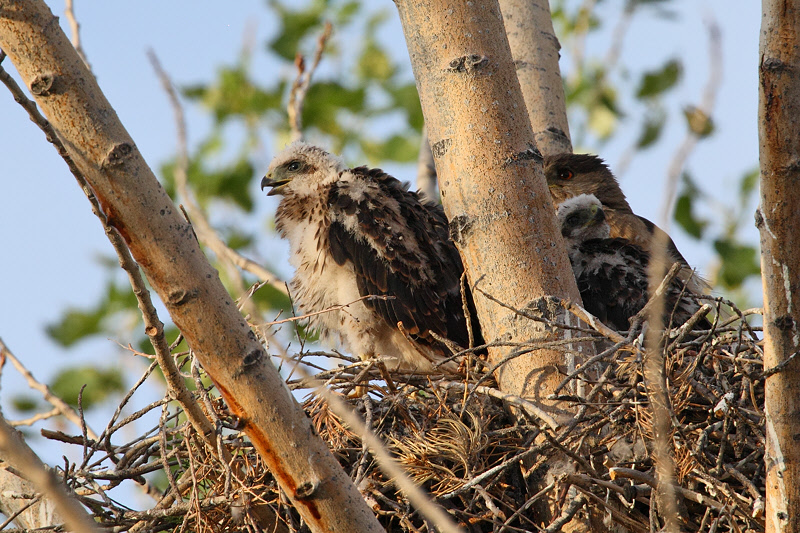 Cooper's Hawk and Chicks (9582)