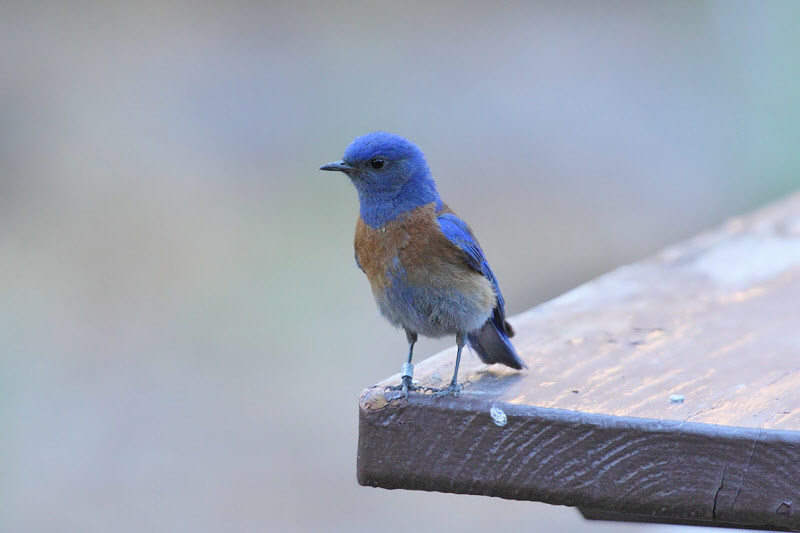 Western Bluebird (9440)