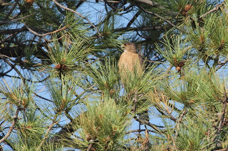 Cooper's Hawk (9424)