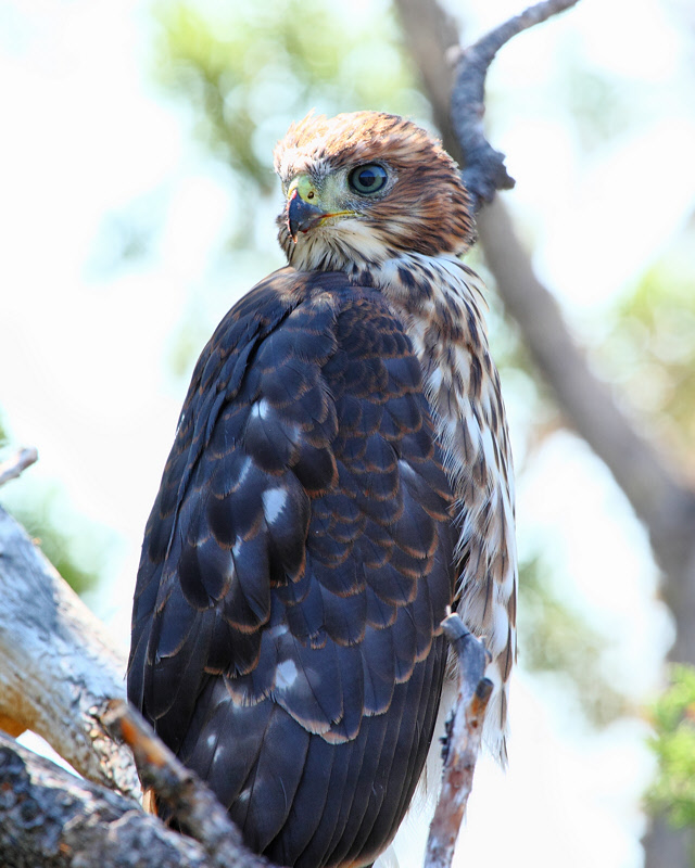 Cooper's Hawk (9594)