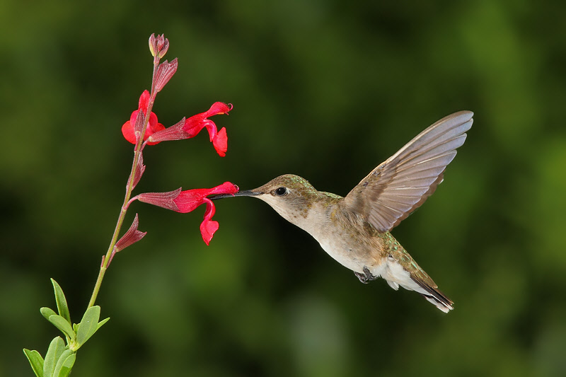 Black-chinned Hummingbird (Female) (0389)