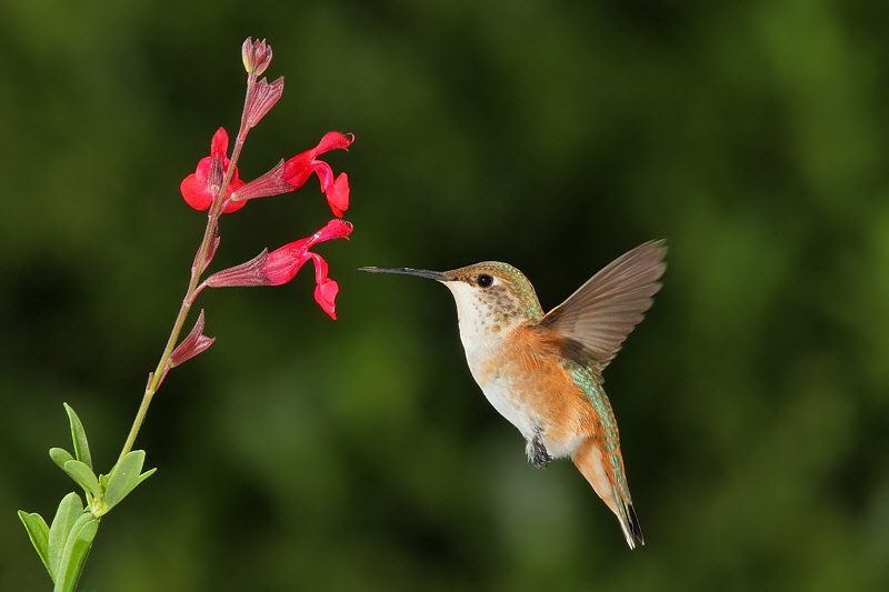 Rufous Hummingbird (Female) (0373)