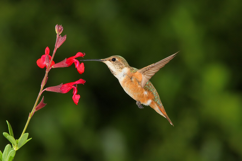 Rufous Hummingbird (Female) (0394)